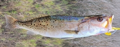Cynoscion nebulosus