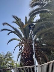 Phoenix canariensis