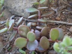 Portulacaria afra