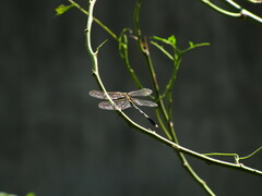 Orthetrum sabina