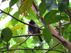 Pycnonotus cafer