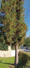Araucariaceae
