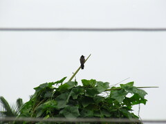 Aves