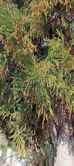 Araucariaceae
