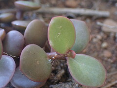 Portulacaria afra