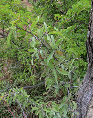 Ximenia