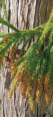 Araucariaceae
