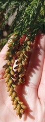 Araucariaceae