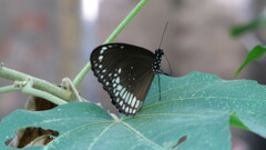 Euploea core
