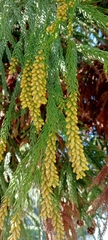 Araucariaceae