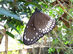Euploea core