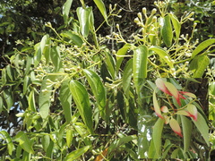 Cinnamomum