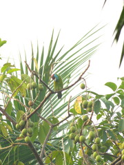 Psilopogon asiaticus