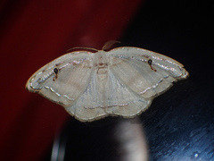 Callidrepana gelidata