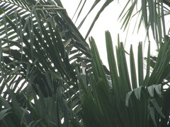 Aves
