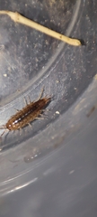 Chaetophiloscia hastata