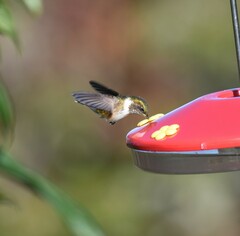 Selasphorus flammula