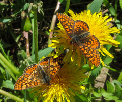 Euphydryas aurinia