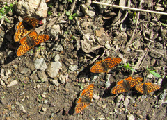 Euphydryas aurinia