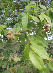 Talisia esculenta