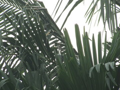 Aves