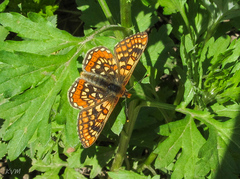 Euphydryas aurinia