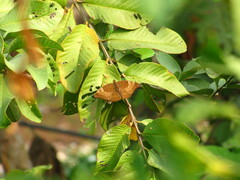 Euthalia aconthea