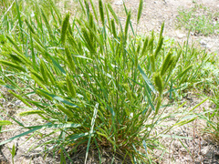 Agropyron cristatum