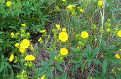 Potentilla recta