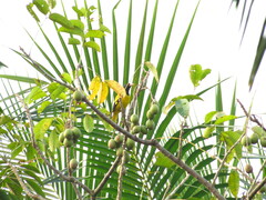 Oriolus xanthornus