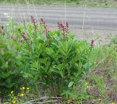 Dictamnus angustifolius