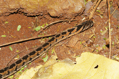 Dasypeltis scabra