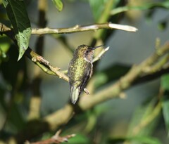 Selasphorus flammula