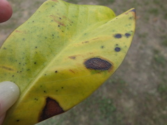 Alternaria