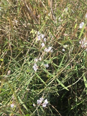 Vicia acutifolia
