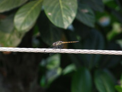 Potamarcha congener