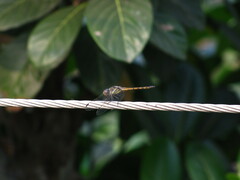 Potamarcha congener