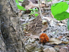 Melanitis leda