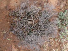 Huernia zebrina