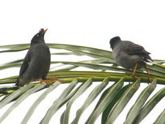 Acridotheres fuscus