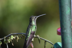 Eugenes spectabilis