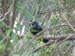 Eudynamys scolopaceus