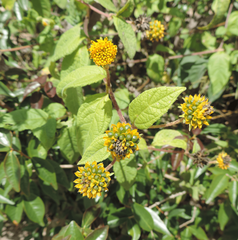 Tilesia baccata