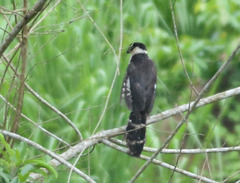 Micrastur semitorquatus