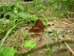 Papilionoidea