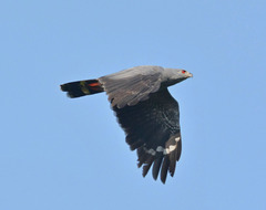 Geranospiza caerulescens