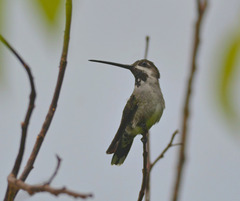 Heliomaster longirostris