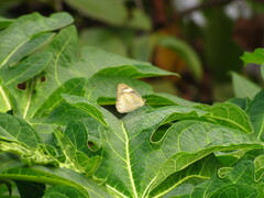 Appias libythea olferna