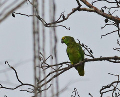 Amazona ochrocephala
