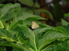Appias libythea olferna